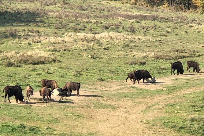 Bison Sanctuary, Vlad the Impaler Princely Court & Dracula Grave - Who this tour is best for