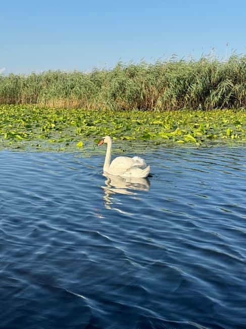 Boat Trip to Caraorman Forest – Danube Delta (6–7 hours) - Price and value: what $22 covers and what adds up
