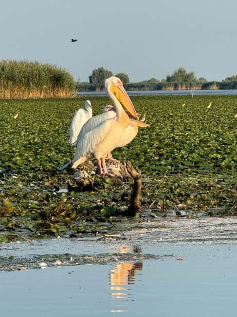 Boat Trip to Caraorman Forest – Danube Delta (6–7 hours) - How to prepare, so the 6 hours feel comfortable
