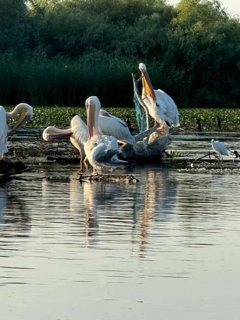 Boat Trip to Caraorman Forest – Danube Delta (6–7 hours) - Should you book this tour to Caraorman Forest?