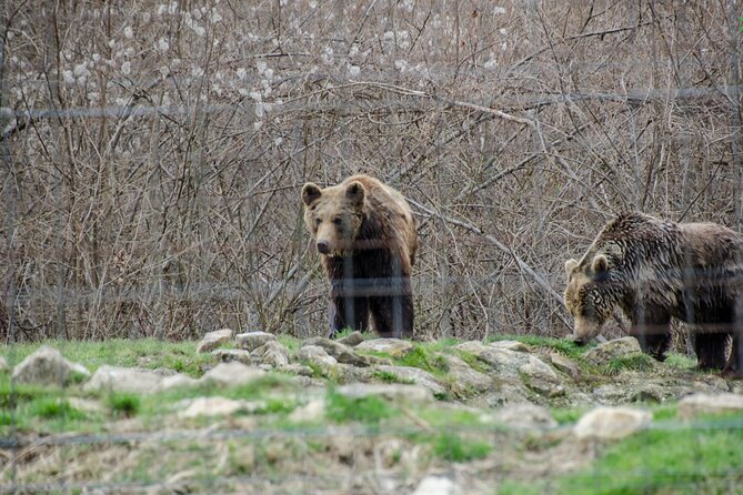 Bran Castle, Bear Sanctuary, and Rasnov Fortress Half Day Tour - Râșnov Citadel: Garden Time and Mountain Views