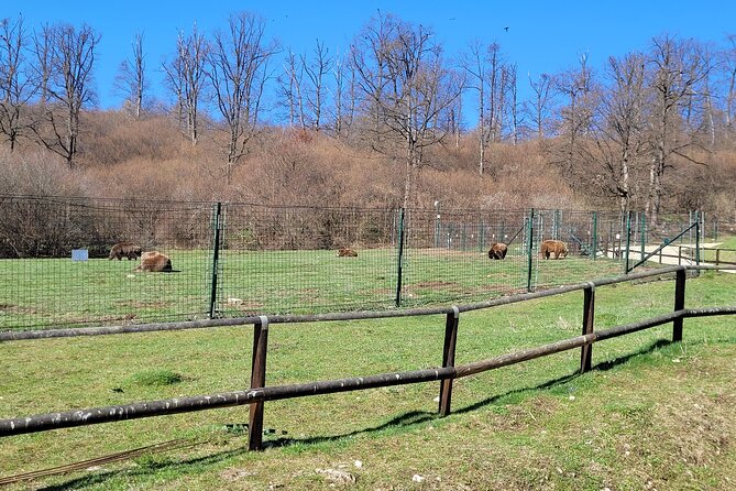 Bran Castle & Bear Sanctuary from Brasov - Optional Peles Castle - Timing, weather, and how to prepare for a smooth day