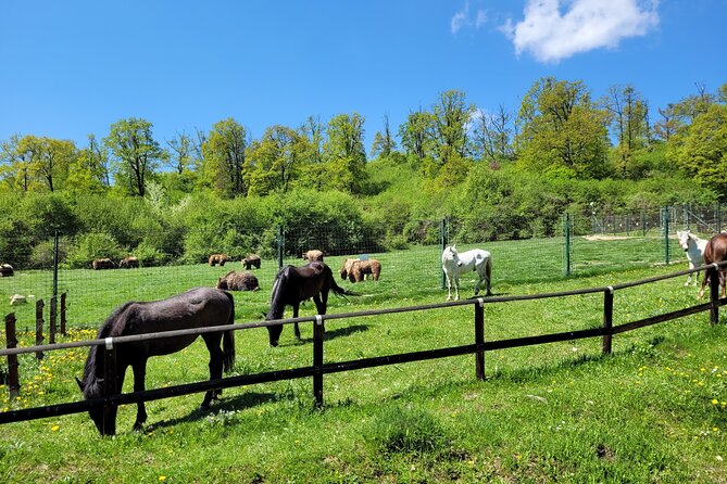 Bran Castle & Bear Sanctuary from Brasov - Optional Peles Castle - Libearty Bear Sanctuary in Zărnești: what makes it different