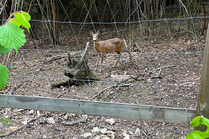 Bran (Dracula) Castle, Bear Sanctuary, Rasnov Fortress & Palinca Distillery - Liberty Bear Sanctuary Zarnesti: the rescue stories land, fast