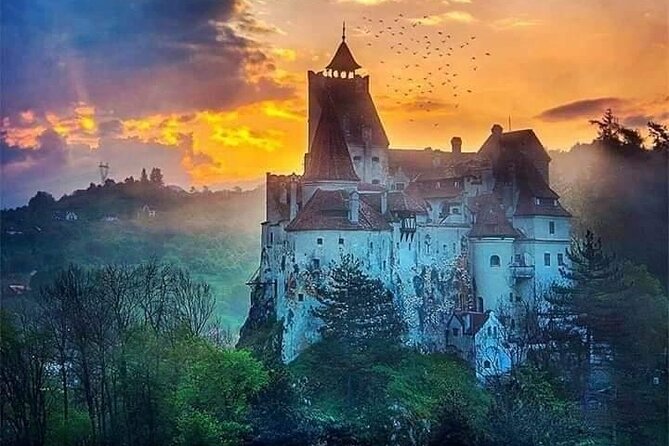 Brasov: Bear Sanctuary, Bran Castle & Rasnov Fortress GUIDED Tour - Timing, pacing, and how to make the day smoother