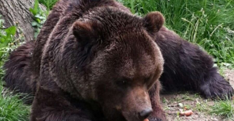 Brasov: Bear Sanctuary, Bran Castle & Rasnov Fortress Tour - What you get from this Brasov day tour in plain terms