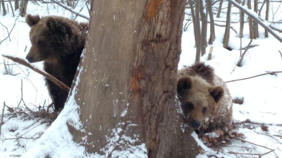 Brasov: Bear Sanctuary, Bran Castle & Rasnov Fortress Tour - Who this tour is best for