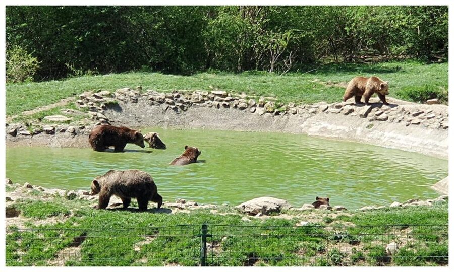 Brasov: Bear Sanctuary, Dracula Castle, and Râşnov Fortress - Key Things That Make This Day Trip Worth Your Time