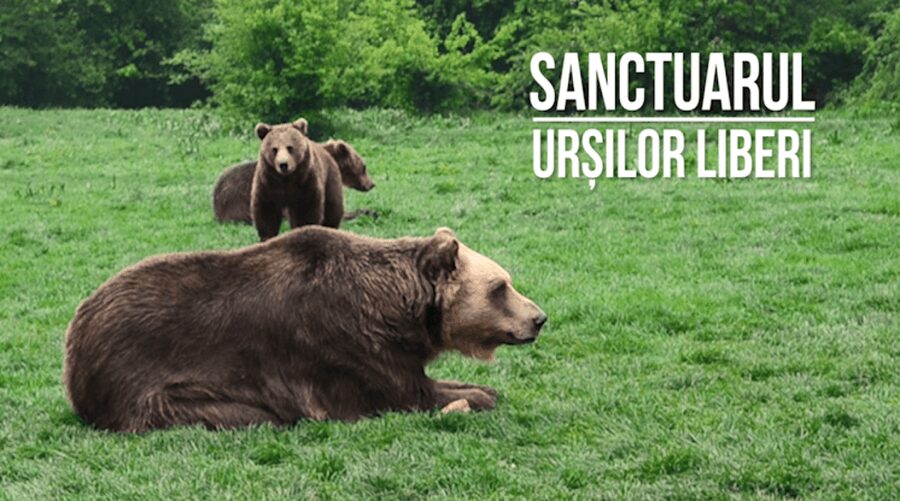 Brasov: Bear Sanctuary, Dracula Castle, and Râşnov Fortress - How the Guide Makes the Difference at Every Stop