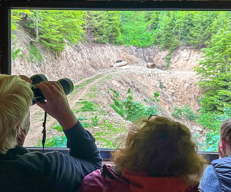 Brasov: Bear Watching in the Wild (From a Hideout) - Key Things to Know Before You Book