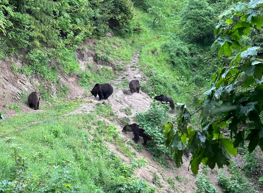Brasov: Bear Watching in the Wild (From a Hideout) - Practical Tips for a Smoother Afternoon