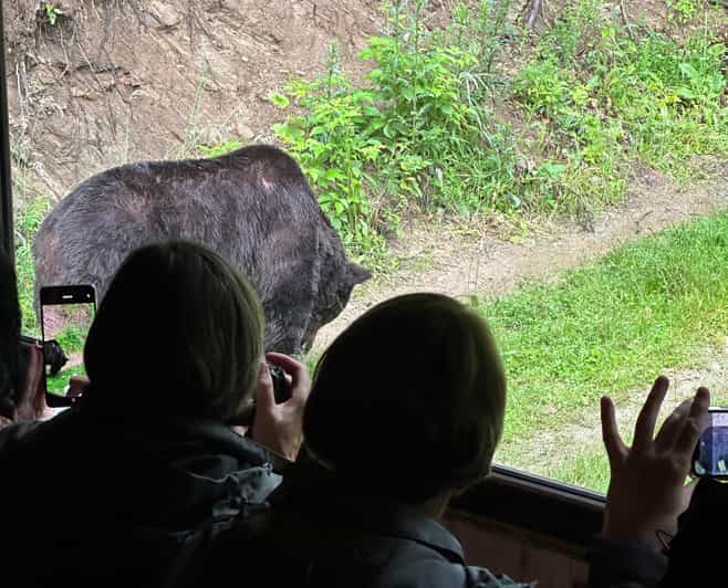 Brasov: Bear Watching in the Wild (From a Hideout) - Rangers, Forest Depth, and What Happens Before You Sit Tight