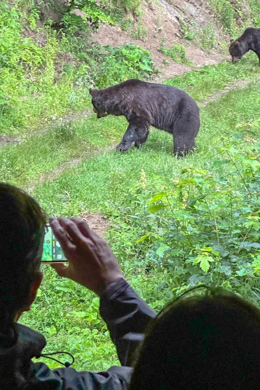 Brasov: Bear Watching in the Wild (From a Hideout) - The Hideout Session: Waiting with a Real Chance of Fast Action