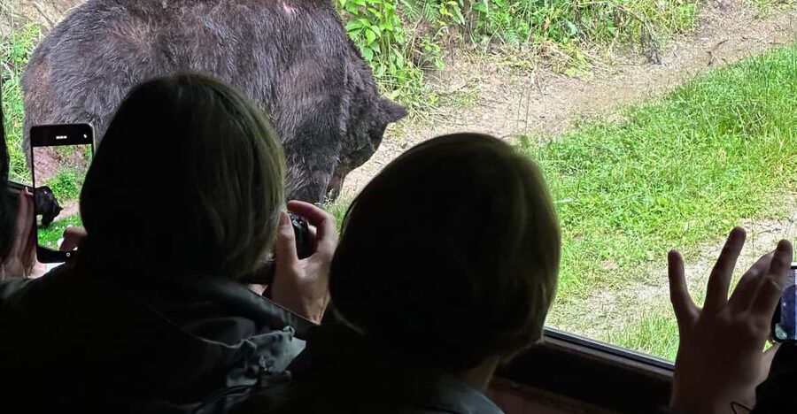 Brasov: Bear Watching in the Wild (From a Hideout) - What Your Guide Adds: More Than Just Spotting Bears