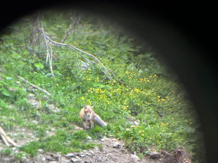 Brasov: Bear Watching in the Wild (From a Hideout) - Price and Value: Is $104 Worth It?