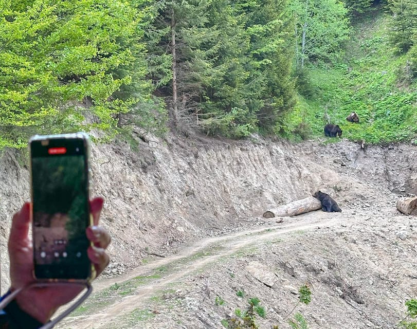 Brasov: Bear Watching in the Wild (From a Hideout) - Who This Tour Fits Best, and Who Should Skip It