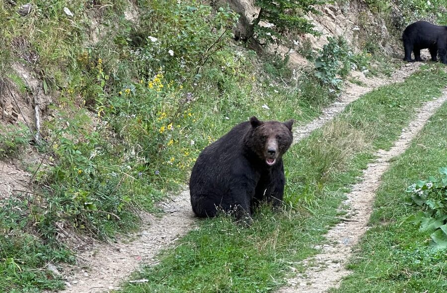 Brasov: Bear Watching in the Wild (From a Hideout) - Brasov Pickup and the 40-Minute Drive to the Forest