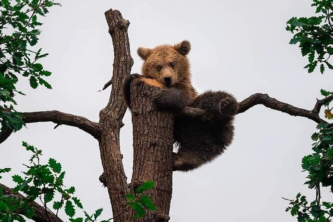 Brasov: Bears Sanctuary, Rasnov Fortress, Bran Castle GUIDED Tour - Stop 1: Liberty Bear Sanctuary near Piatra Craiului