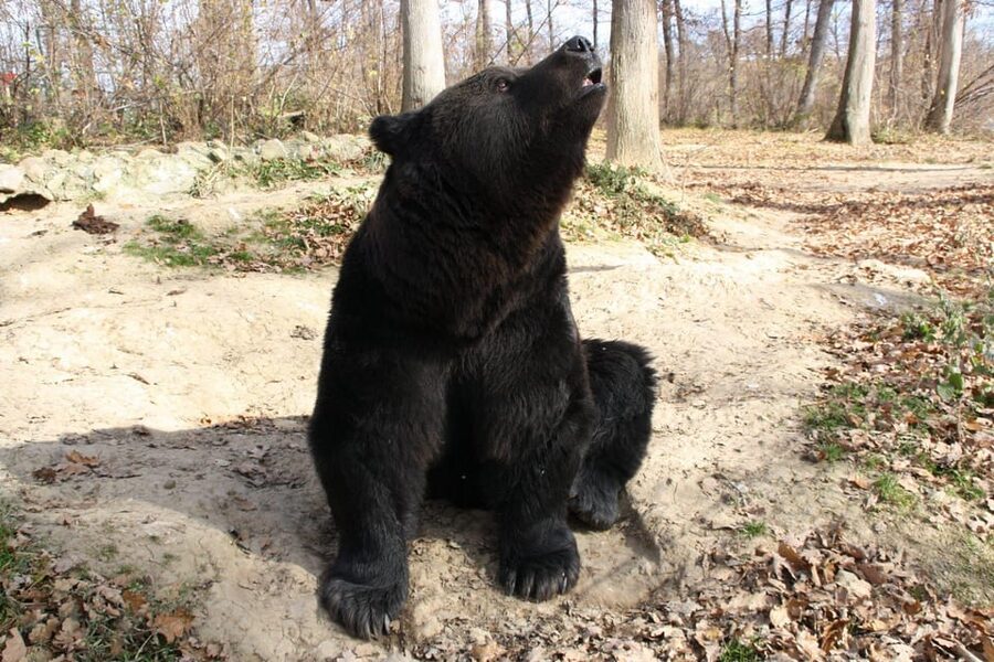 Brasov: Libearty Bear Sanctuary - Making the Most of Your Time: Small Tips That Pay Off