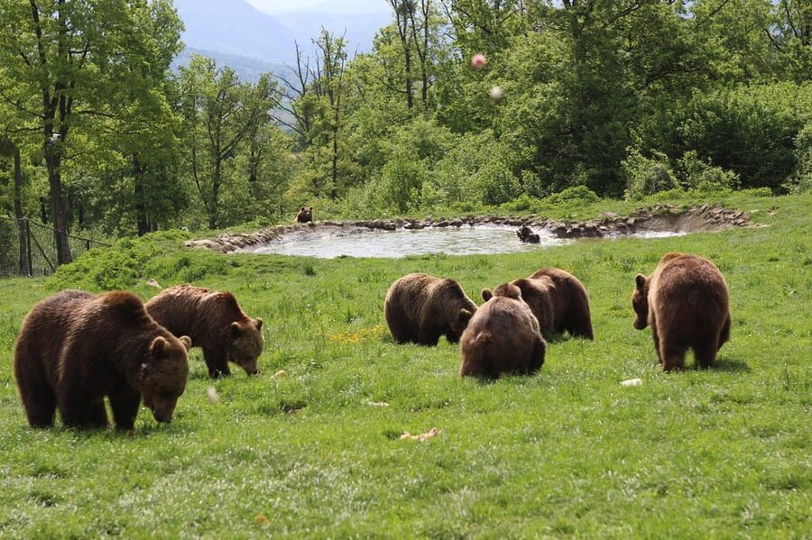 Brasov: Libearty Bear Sanctuary - 70 Hectares of Forest: What You’ll See on the Walk