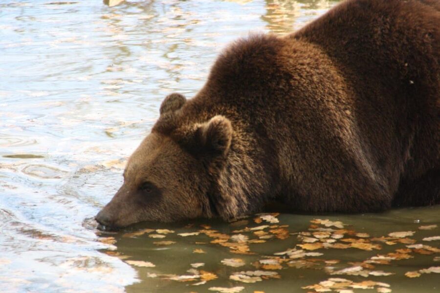Brasov: Libearty Bear Sanctuary - Maya the Bear Memorial and the Sanctuary’s Mission
