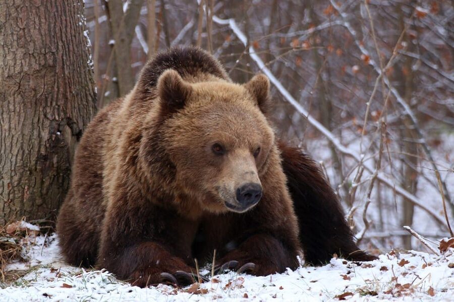 Brasov: Libearty Bear Sanctuary - Photo Time, Comfort, and What to Bring (So You Don’t Regret It)