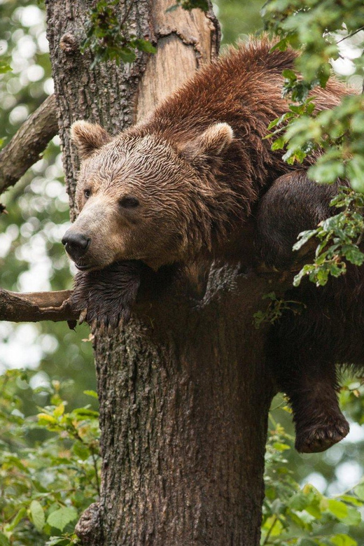 Brasov: Libearty Bear Sanctuary - Getting There: Pickup, Small Group Size, and a 5-Hour Plan