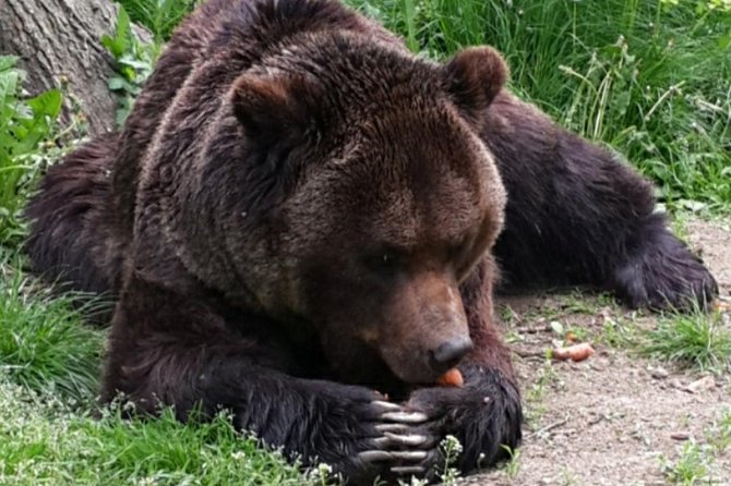 Brown Bear Sanctuary Tour from Brasov Entrance Ticket Guaranteed - Brown Bear Sanctuary Zărnești: Why this trip feels different