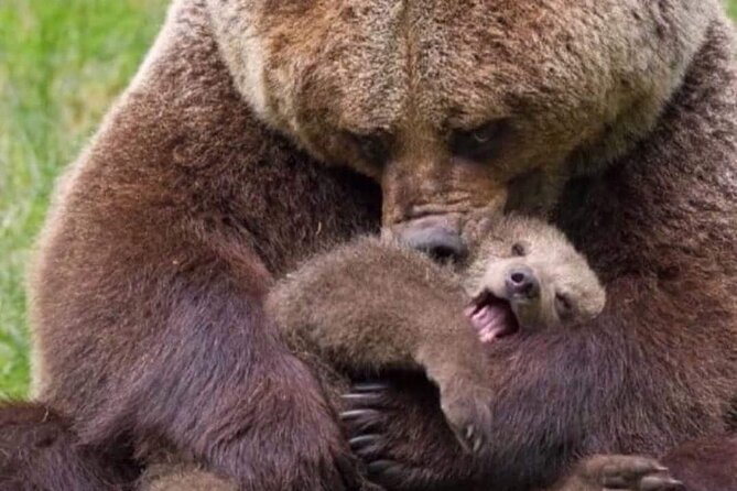 Brown Bear Sanctuary Tour from Brasov Entrance Ticket Guaranteed - Guaranteed sanctuary entry, plus what you still pay for