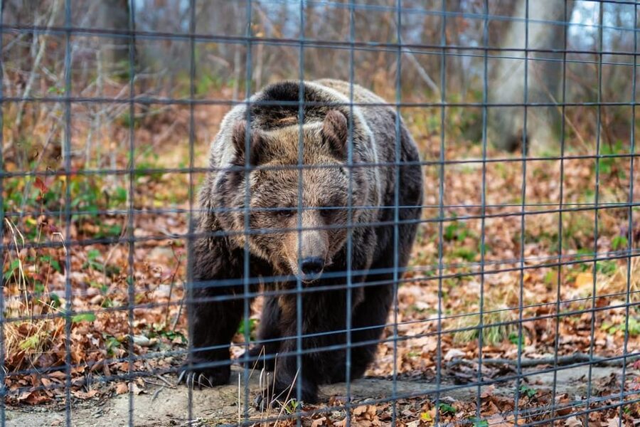 Bucharest: Bran Castle and Bear Sanctuary Small-Group Tour - Who This Tour Suits Best (And Who Might Skip It)