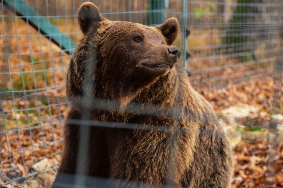 Bucharest: Bran Castle and Bear Sanctuary Small-Group Tour - The Real Appeal: Small-Group Transylvania, Not a Production