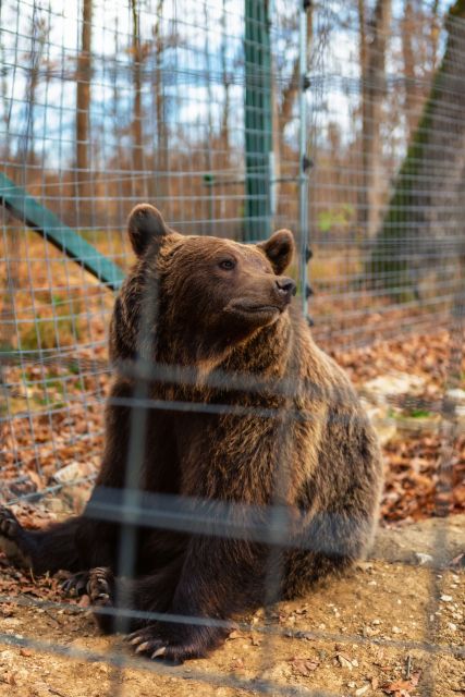 Bucharest: Bran Castle and Bear Sanctuary Small-Group Tour - Your Guide Makes It Feel Personal: Florin, Alin, Valerin