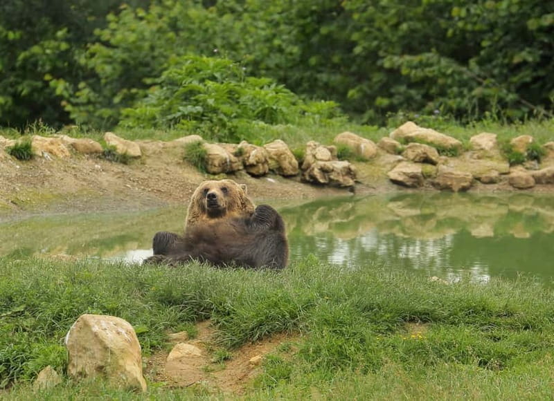 Bucharest: Day Trip to Bear Sanctuary, Bran Castle & Brasov - Key highlights worth your time