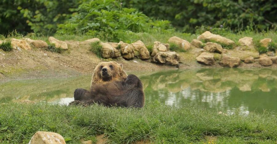 Bucharest: Day Trip to Bear Sanctuary, Bran Castle & Brasov - Price and value: what $136 buys you on a long day