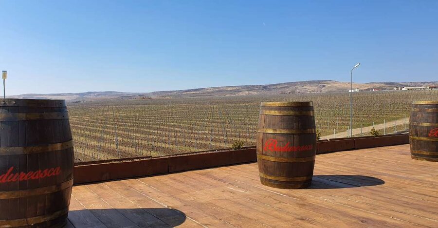 Bucharest: Dealu Mare Winery Private Trip with Wine Tasting - From Your Hotel to the Vineyards, With Less Hassle