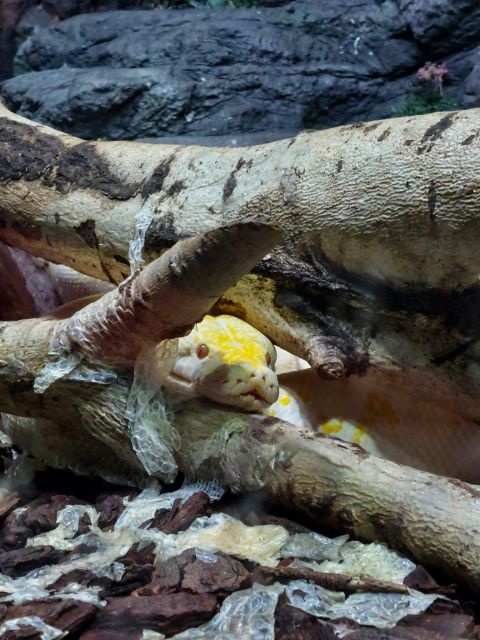 Bucharest: Reptiland Bucharest Entry Ticket - What You’ll See: 40+ Reptiles in Customized Terrariums