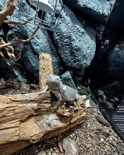 Bucharest: Reptiland Bucharest Entry Ticket - Rainforest Vibes Inside: Miniature Ecosystems You Can Actually Notice