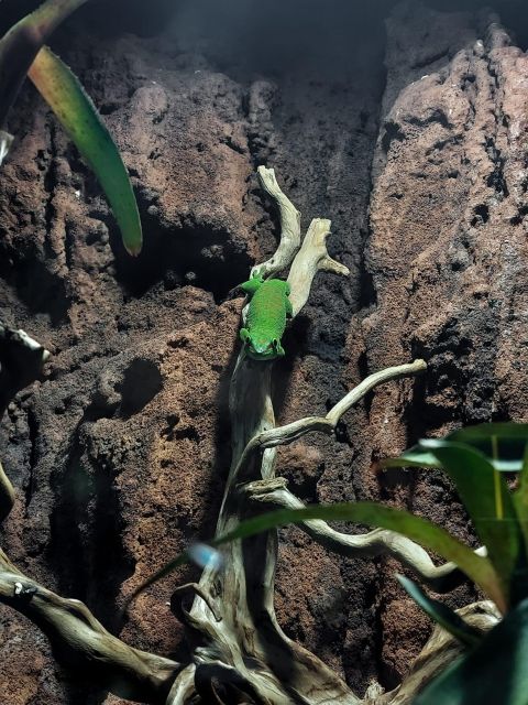 Bucharest: Reptiland Bucharest Entry Ticket - Family-Friendly Value: Who This Experience Suits Best