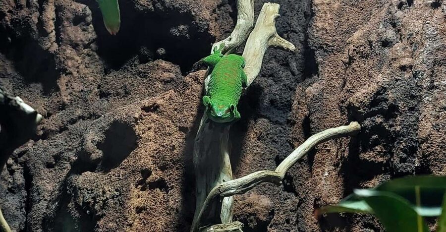 Bucharest: Reptiland Bucharest Entry Ticket - Price and Value: Is $12 Worth It?