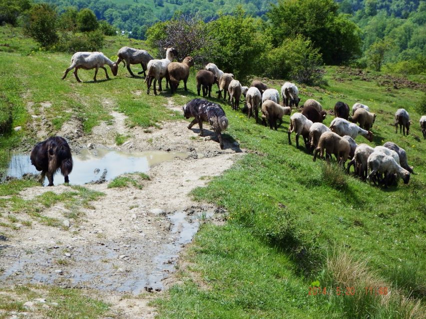 Bucharest: Slanic Salt Mine & Carpathian Mountains Day Tour - Key takeaways before you go