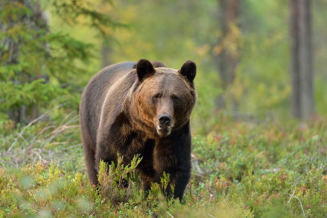 Carpathian Wilderness: A Wildlife Experience from Brașov - Key things that make this safari work