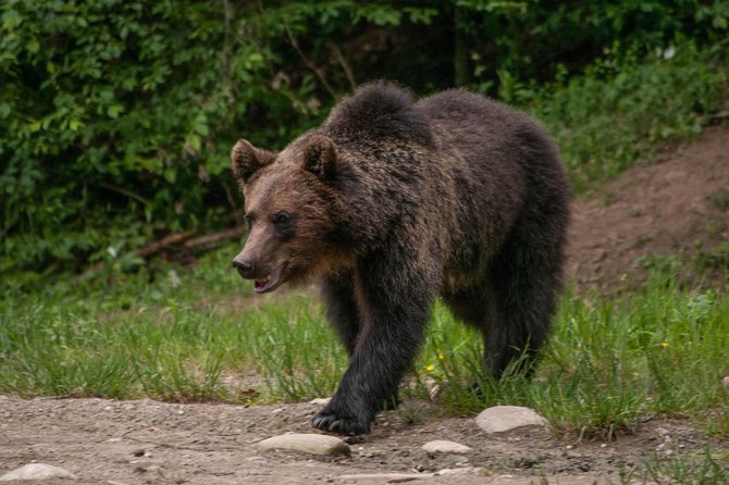 Carpathian Wilderness: A Wildlife Experience from Brașov - From the George Barițiu County Library, then out of Brasov into bear country