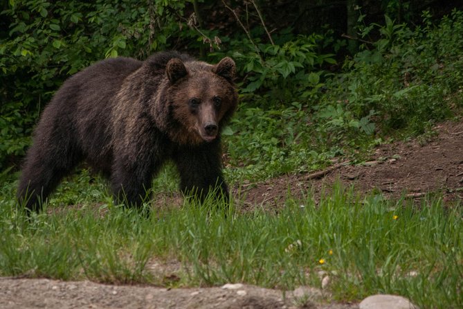 Carpathian Wilderness: A Wildlife Experience from Brașov - The hide experience: quiet scanning, good ranger info, and real waiting
