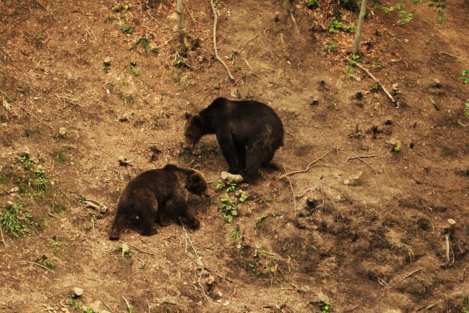 Carpathian Wilderness: A Wildlife Experience from Brașov - Bear sightings: what to expect when the action finally happens