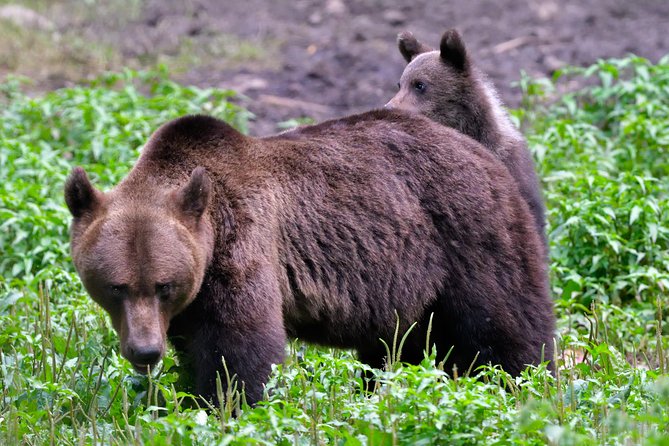 Carpathian Wilderness: A Wildlife Experience from Brașov - What to wear and bring for cold feet, quiet watching, and better odds