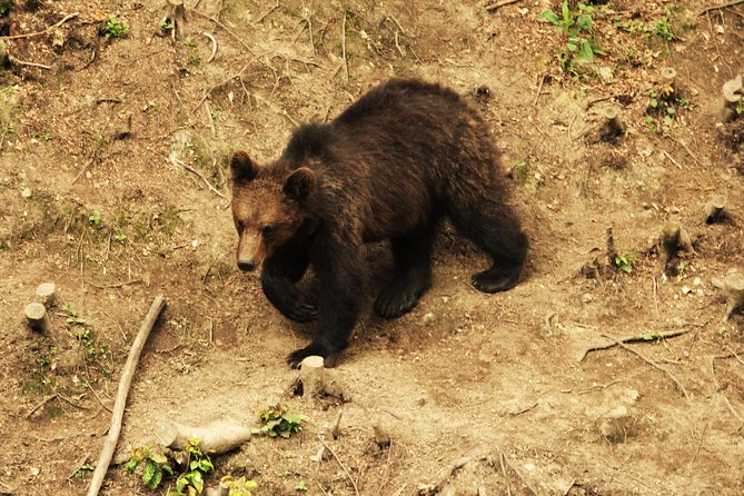 Carpathian Wilderness: A Wildlife Experience from Brașov - Price and value: what you get for around $95.58 per person