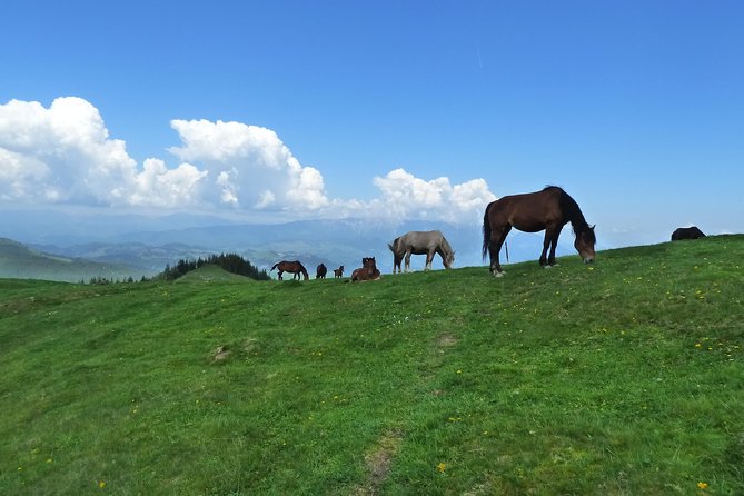 Carpathians in Romania: Bucegi Natural Park with native Spanish guide. - Şaua Strunga and Şaua Strungulita: the passes that change your day