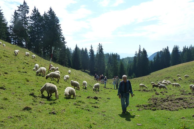 Carpathians in Romania: Piatra Craiului National Park with native Spanish guide. - Through Prapastiile Zarnestilor, where the gorge does the talking
