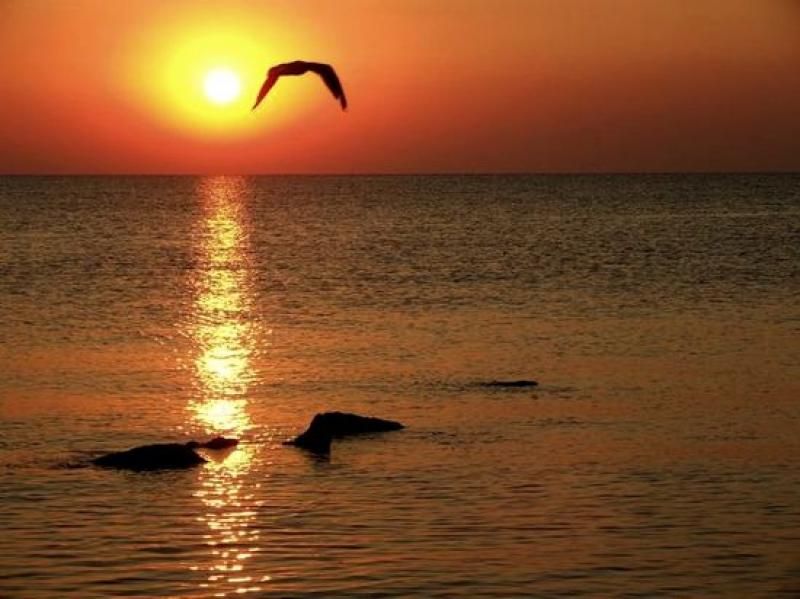Constanta: Full Day Tour from Bucharest to the Black Sea - Museum of Archaeology and History Constanta: Greek and Roman Artifacts With Real Local Detail