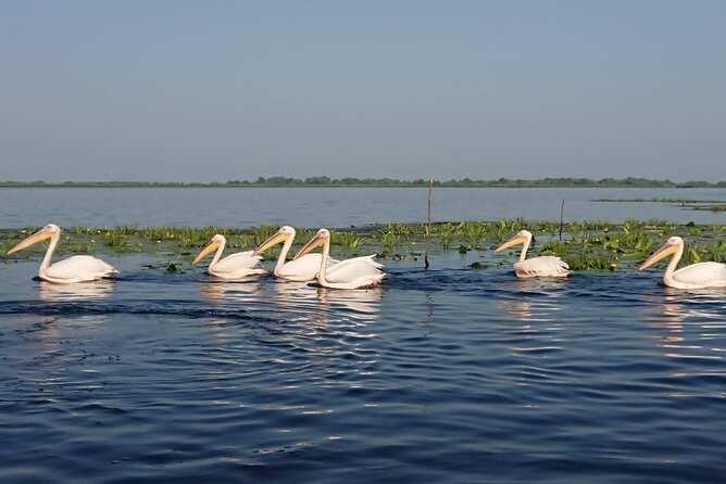 Daily Tours in the Danube Delta - Camely Cruise - Wildlife Watching With a Slow Pace, Not a Speed Run